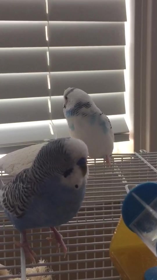 amino-lola.chester.budgies-4d23cc02