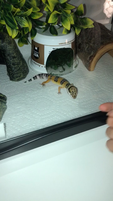 amino-alyssa&chester🦎-b4906595