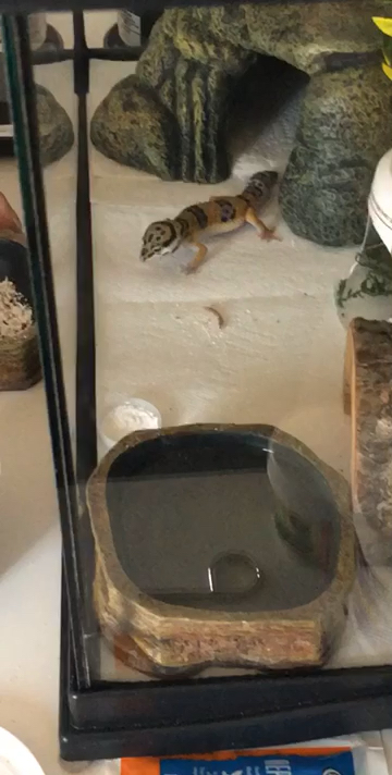 amino-alyssa&chester🦎-5970dcd8