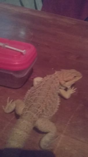 amino-●My Baby Beardie●-df9c672b