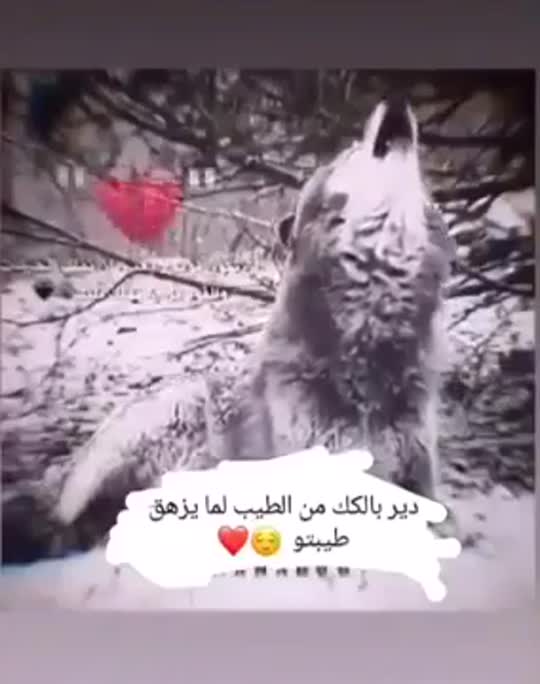 amino-عاشقة BTS😏💜-bb0d9197