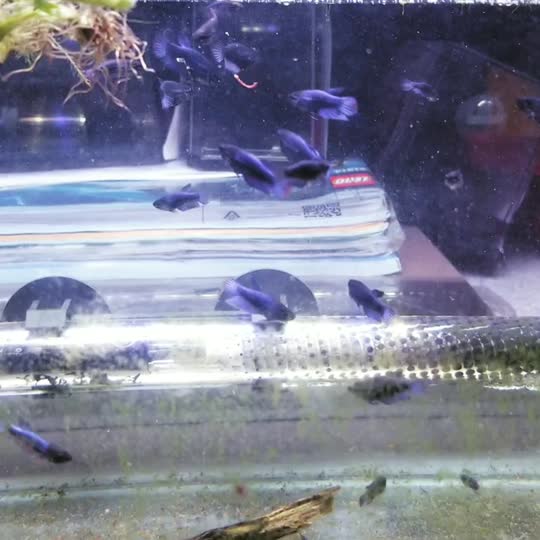 amino-647 Bettas-27aca971