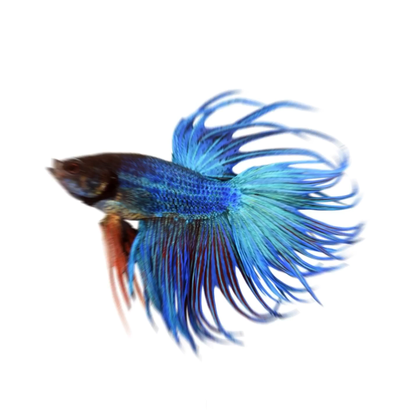 amino-Dr. Betta-a40e0a80