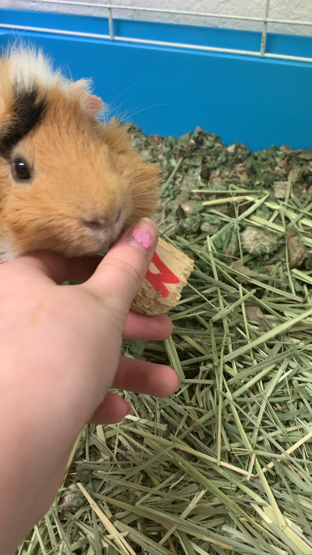 amino-Mocha the guineapig-088b3012