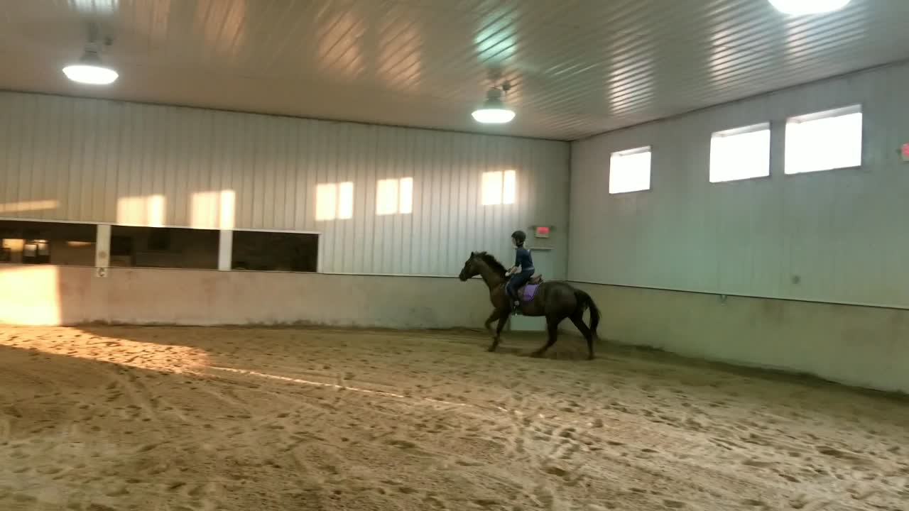 amino-Carrotime Equestrian-ec2f63bf