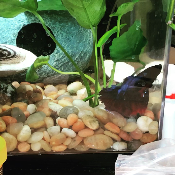 amino-Work betta-dd372e42