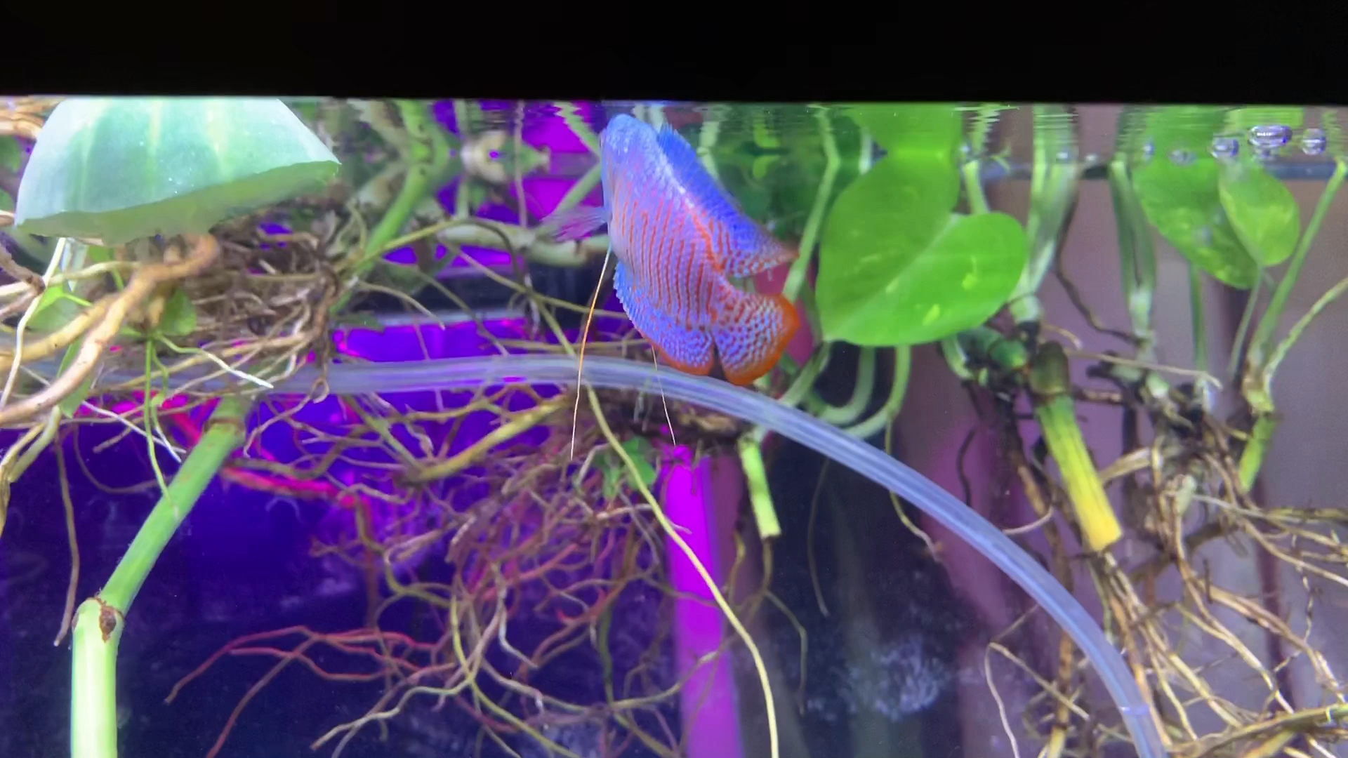 amino-BlackLightLoach-f6807eea