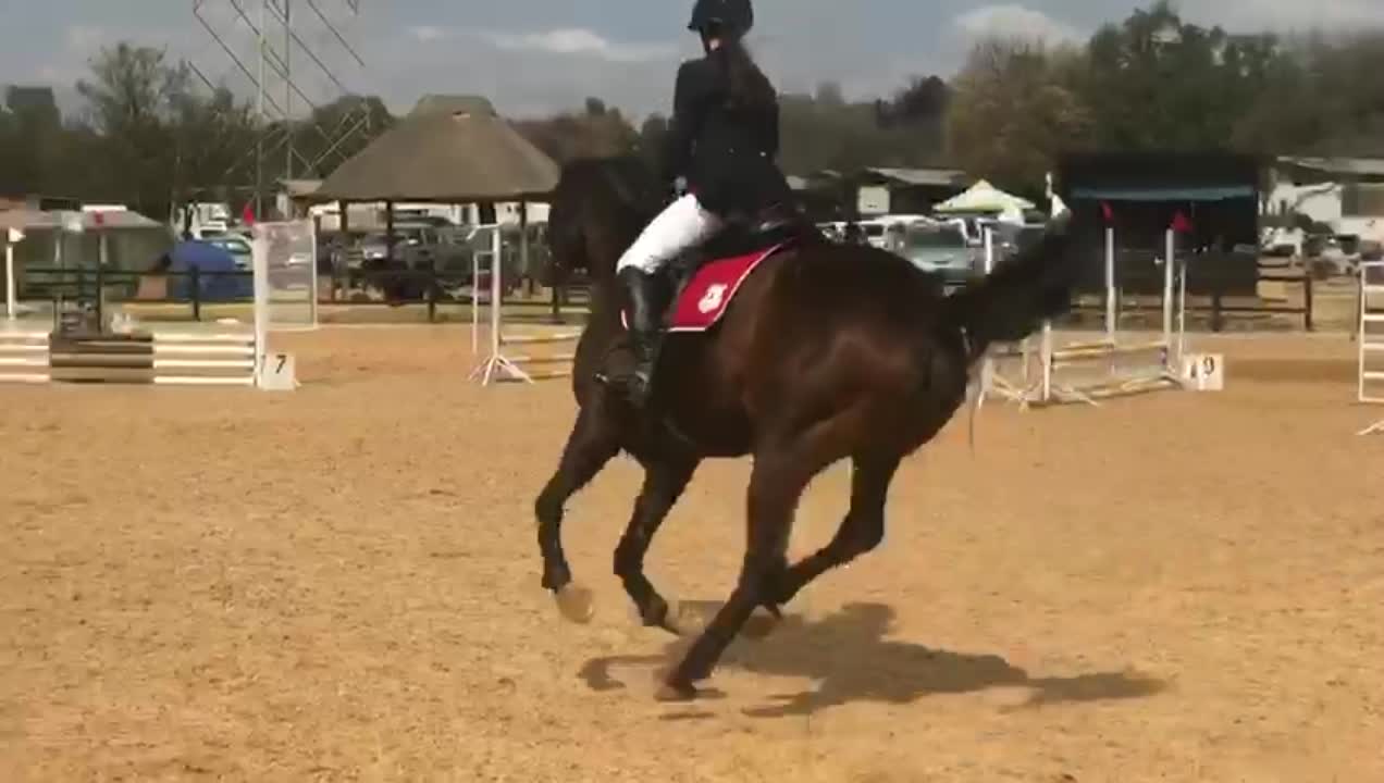 amino-Total show jumper 837-38f77881