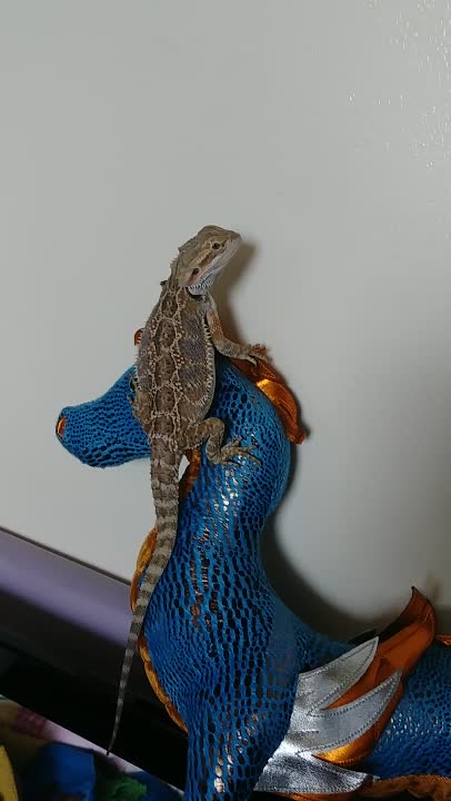 amino-Quibli The Bearded Dragon-c018d575