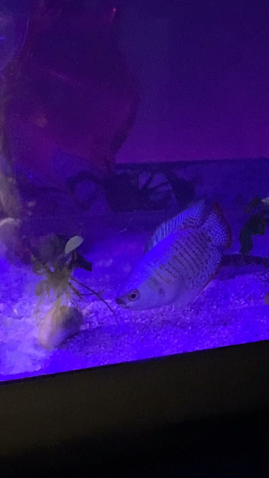 amino-BlackLightLoach-b43b7bac