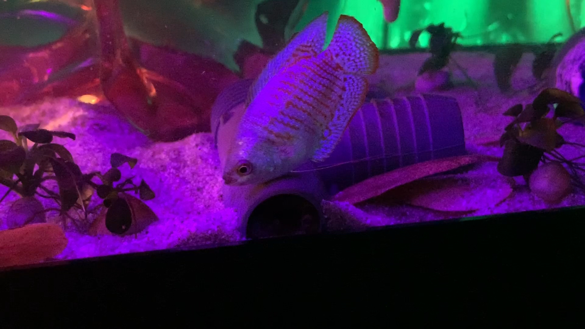 amino-BlackLightLoach-277de454