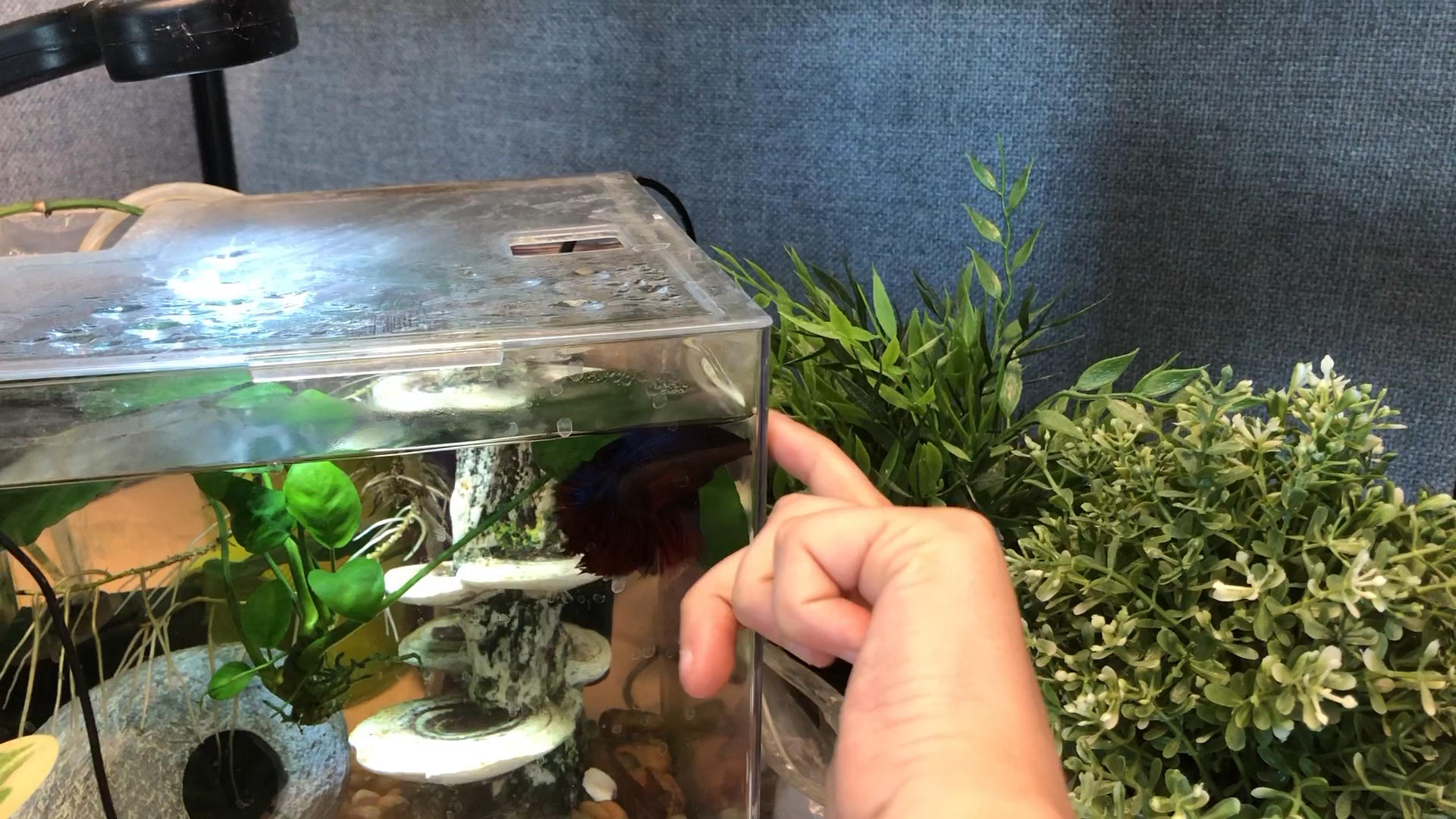 amino-Work betta-185f4a8f