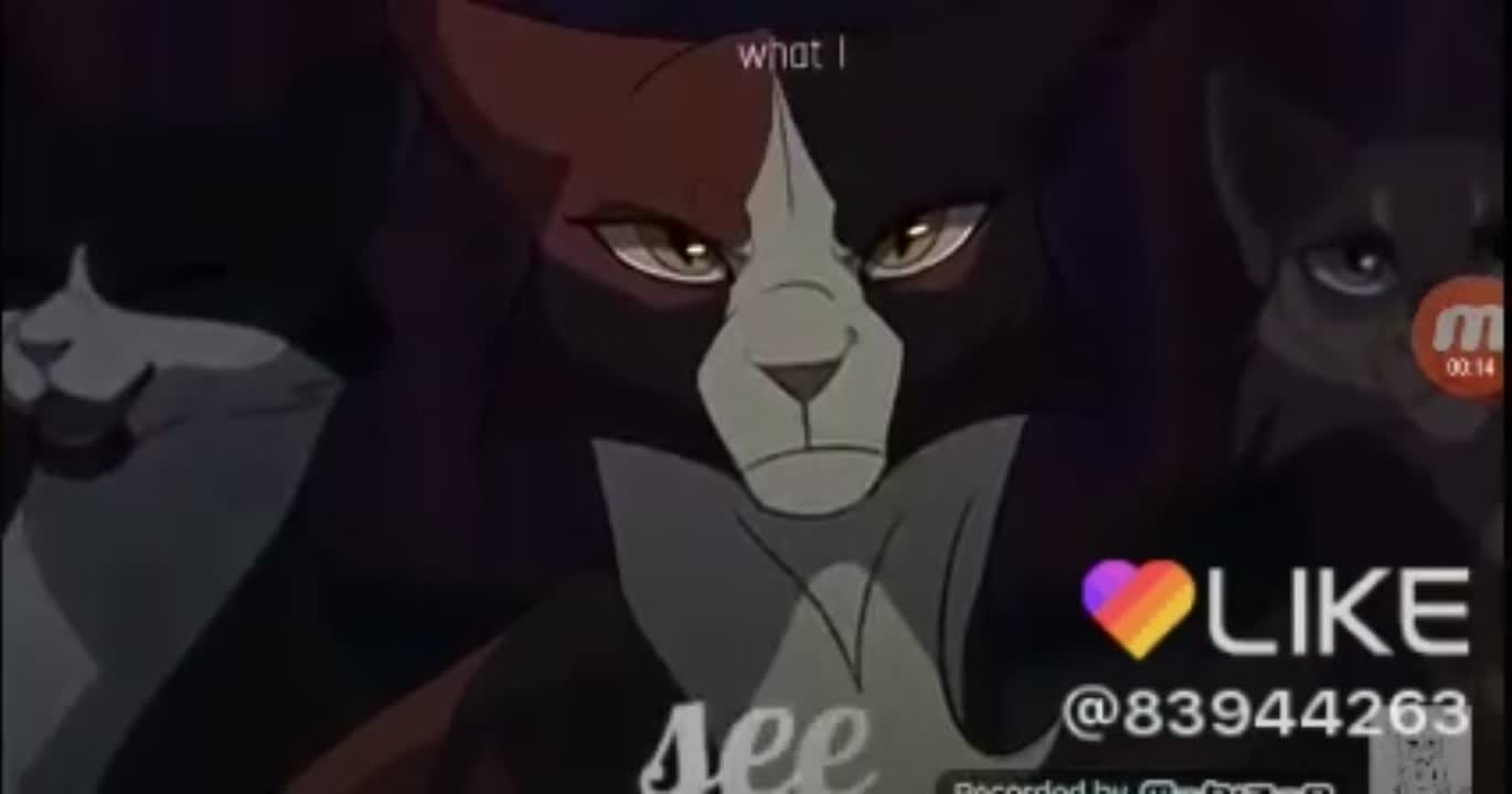 amino-🐈(Лучшие подруги Кв) Стихия и Ночь🐈-cd964548