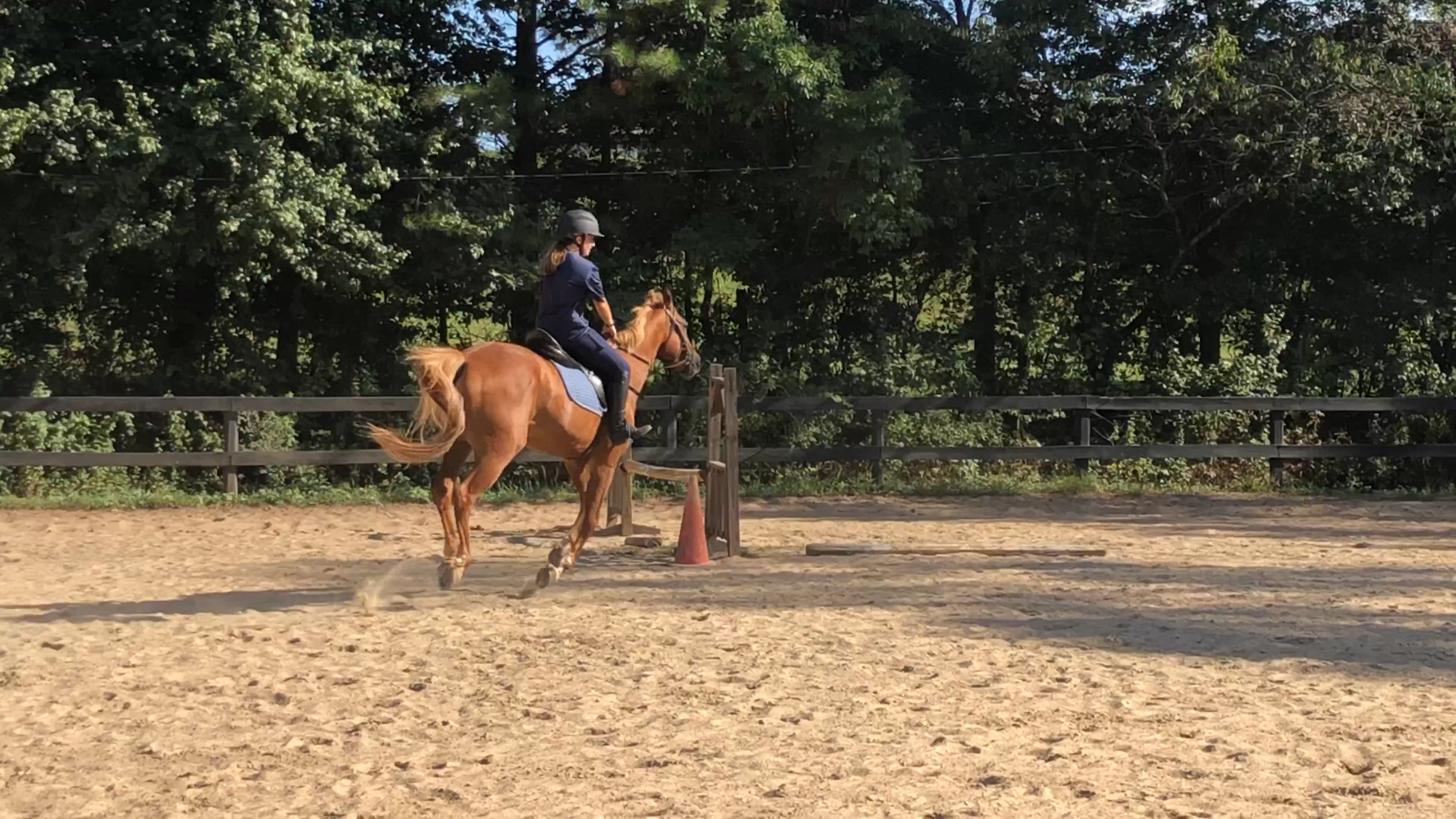 amino-Baloo the OTTB-62da4b9f