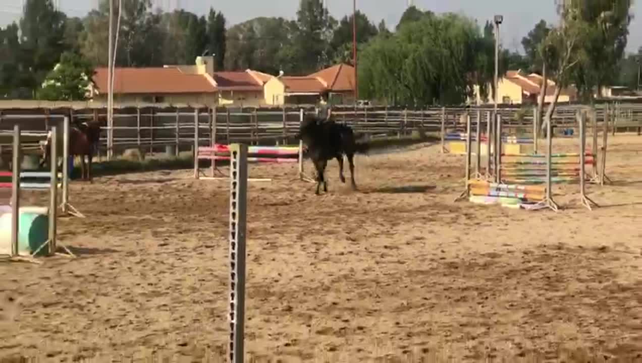 amino-Total show jumper 837-841e0c68