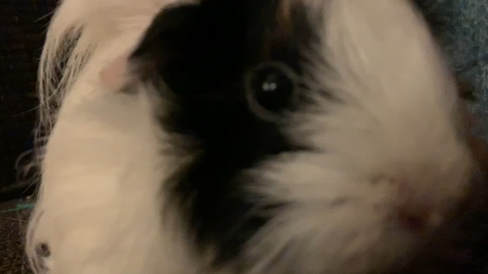 amino-Rexy the peeg-cb68d375