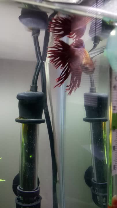 amino-💢✨betta king✨💢-86d355fe