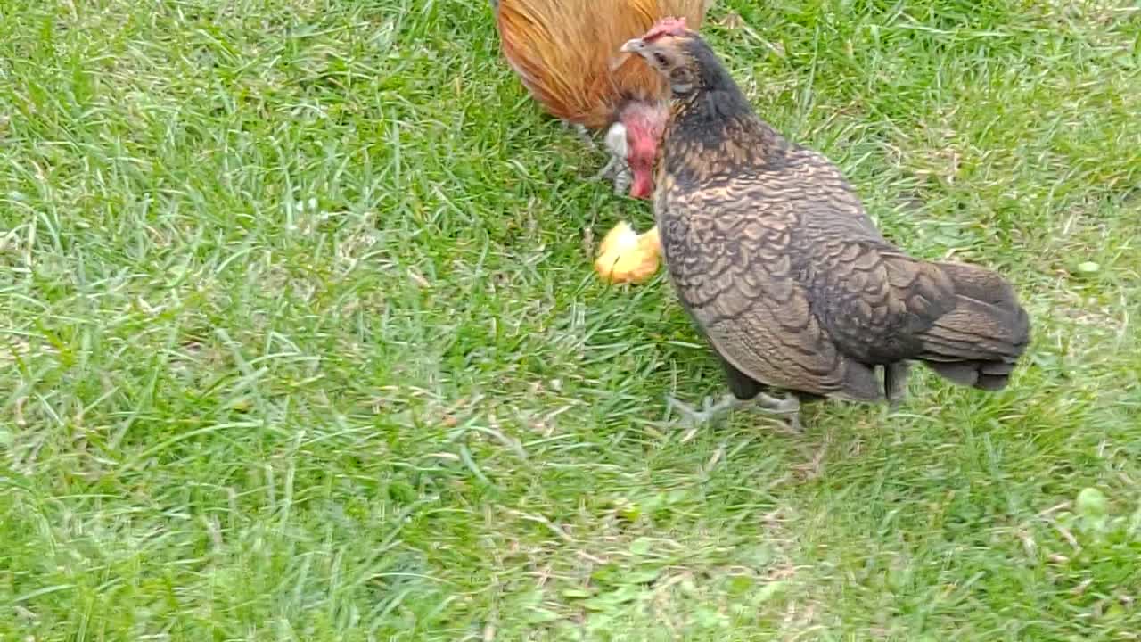 amino-Günter the rooster-cba5d0d8