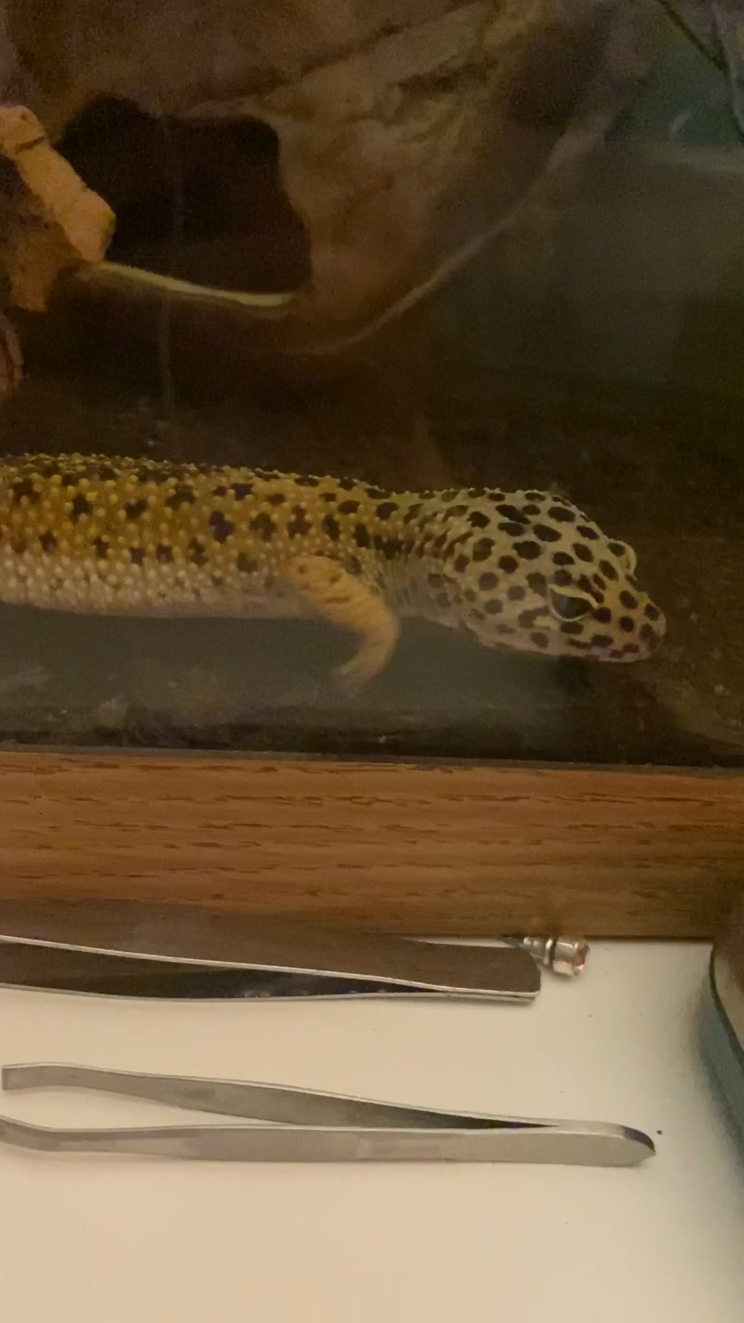 Latest | Leopard Geckos Amino