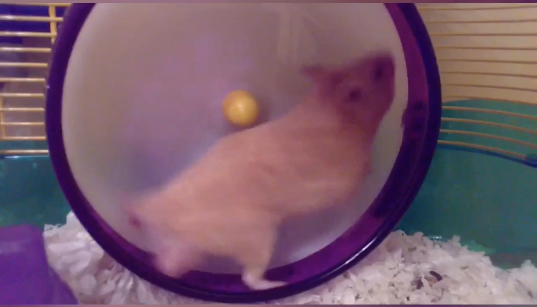 amino-Pumpkin the Hamster-b8f7c54d