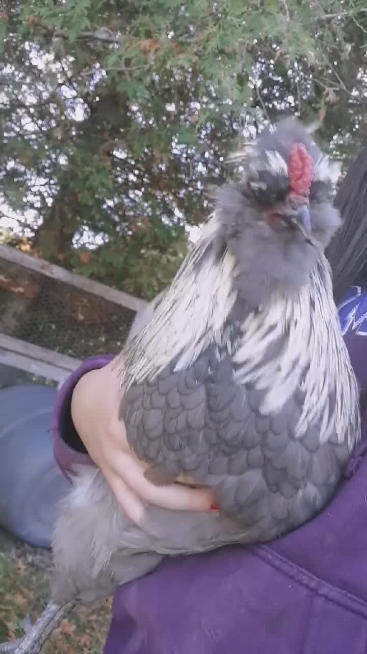 amino-Canadian silkie-c7853d61