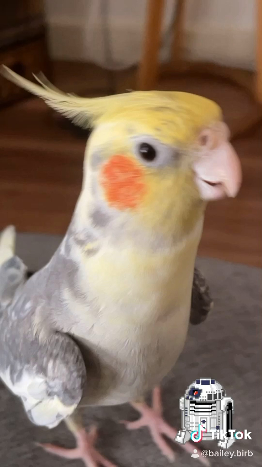 amino-Bailey Birb-0e7049d2