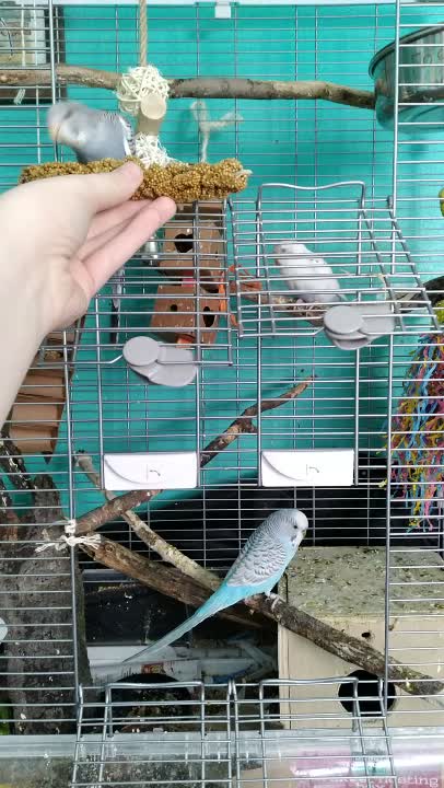 amino-•°•💙Mikasa Budgermann💙•°•-cbd3e669