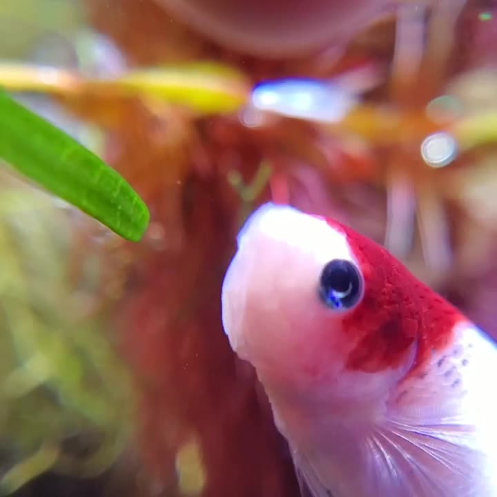 amino-☆~Bailey•Betta~☆-f664c5f1