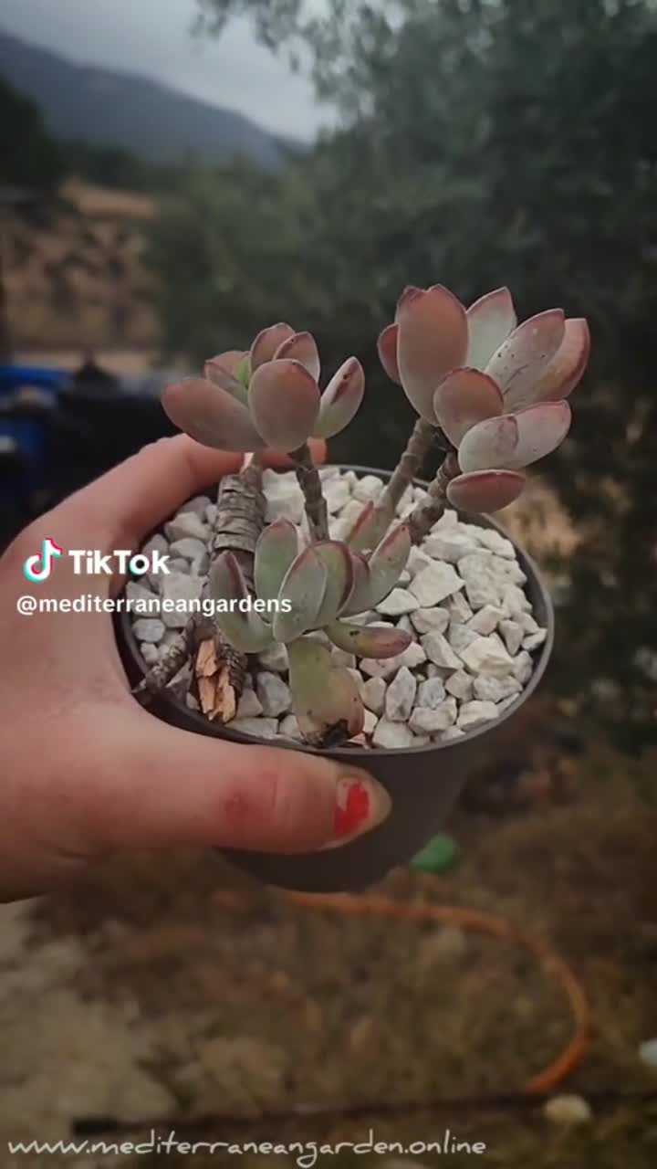 amino-The Succulent Lover-bb8efef5