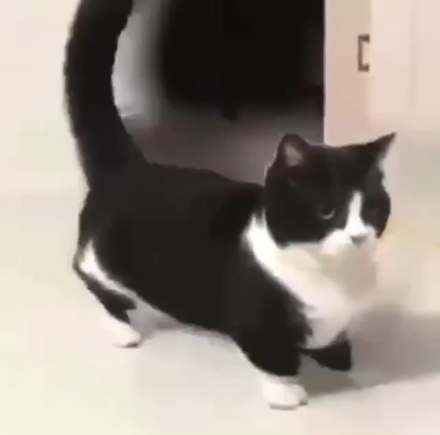 Танцующий кот гиф